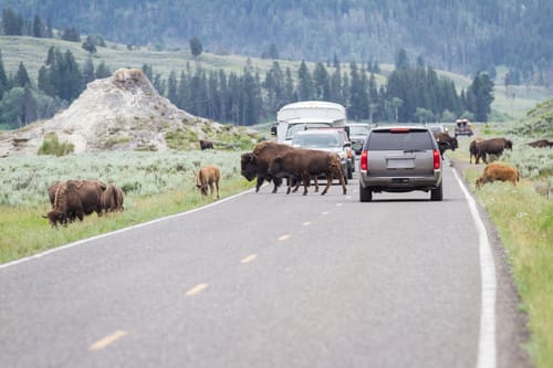 wild-buffalo-heard-walking-on-the-busy-roads-of-yellwstone